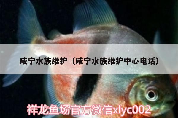 我的虎魚真菌感染了要怎么處理 咸寧水族維護(咸寧水族維護中心電話) 紅龍魚百科 咸寧水族維護(咸寧水族維護中心電話) 咸寧水族維護(咸寧水族維護中心電話) 紅龍魚百科
