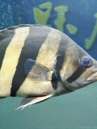 關(guān)于虎魚(yú)蒙眼如何治療
