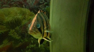 關(guān)于虎魚(yú)蒙眼如何治療