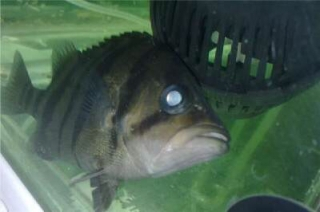 關(guān)于虎魚蒙眼如何治療