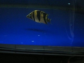 關(guān)于虎魚(yú)蒙眼如何治療