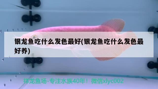 銀龍魚吃什么發色最好(銀龍魚吃什么發色最好養)