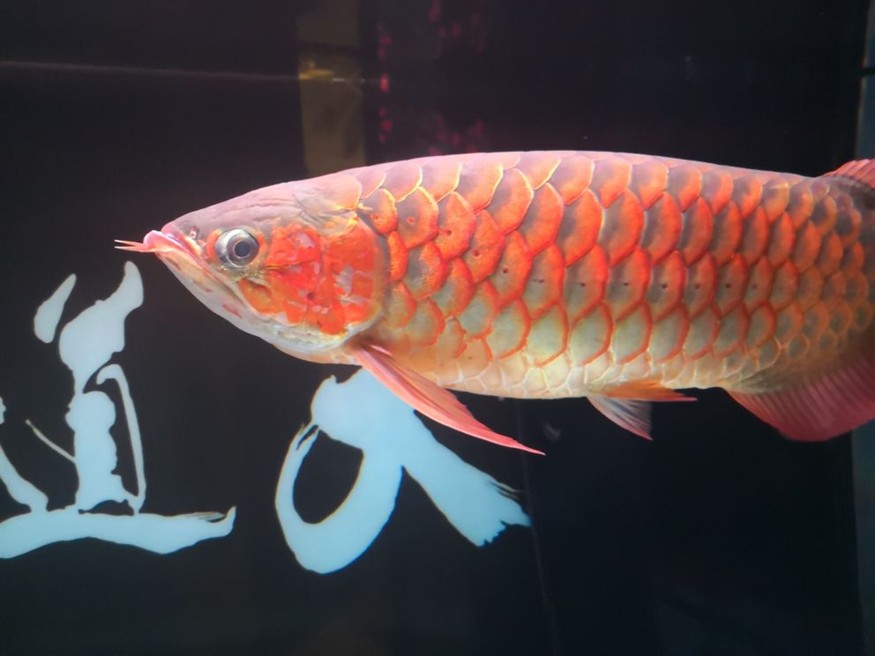 玻璃刀割魚缸：使用玻璃刀切割魚缸需要一定的技巧和安全措施