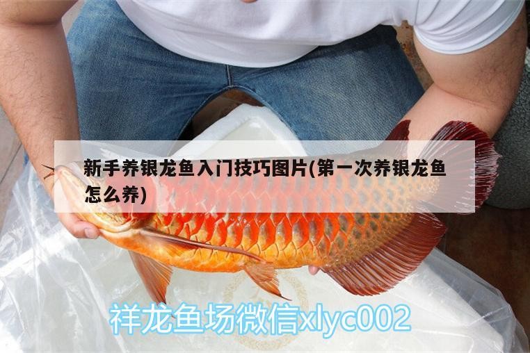 新手養銀龍魚入門技巧圖片(第一次養銀龍魚怎么養)