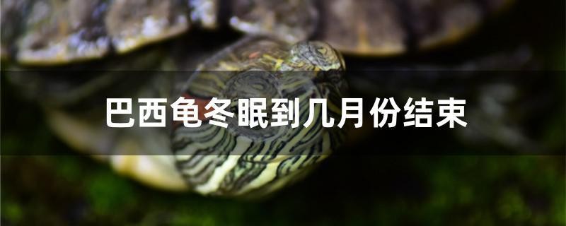巴西龜冬眠到幾月份結(jié)束