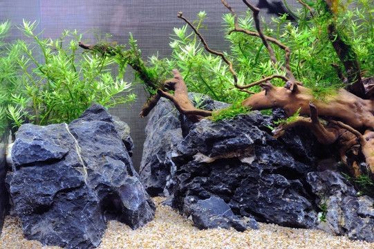 大型魚缸造景設計：大型魚缸造景的歷史和發展 大型魚缸造景設計：大型魚缸造景的歷史和發展 魚缸百科 第1張