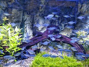 大型魚缸造景設計：大型魚缸造景的歷史和發展 大型魚缸造景設計：大型魚缸造景的歷史和發展 魚缸百科 第4張