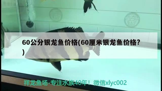 60公分銀龍魚價格(60厘米銀龍魚價格?) 60公分銀龍魚價格(60厘米銀龍魚價格?) 銀龍魚百科
