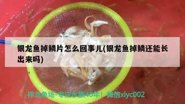 銀龍魚掉鱗片怎么回事兒(銀龍魚掉鱗還能長出來嗎)