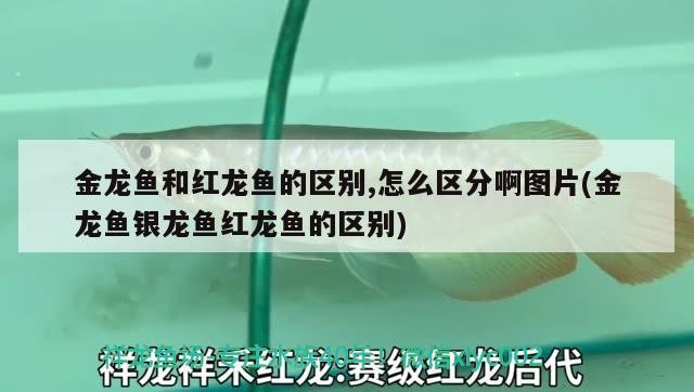 金龍魚和紅龍魚的區別,怎么區分啊圖片(金龍魚銀龍魚紅龍魚的區別)