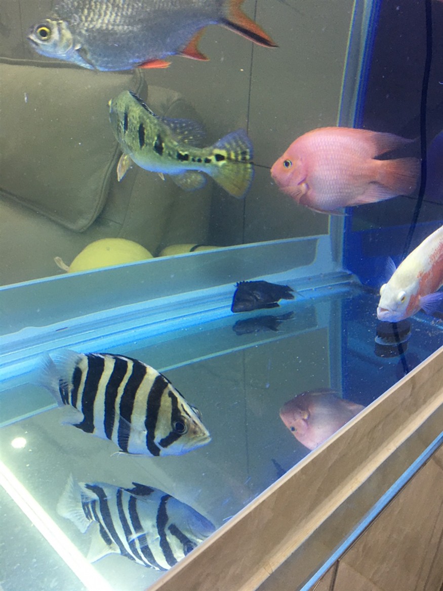 虎魚看圖評論