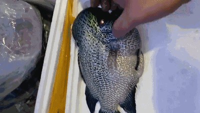 龍魚死亡之謎是什么