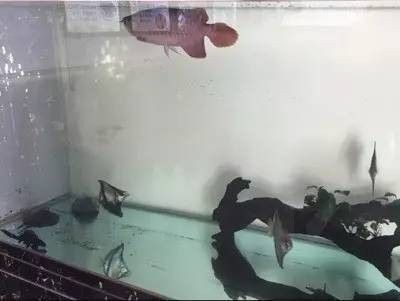 龍魚死了主人會倒霉嗎為什么不能養