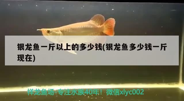 銀龍魚一斤以上的多少錢(銀龍魚多少錢一斤現在)