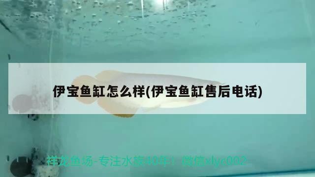 黃金河虎可以混養什么魚：黃金河虎魚怎么養