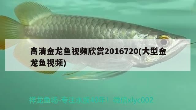 這條虎魚有點害怕