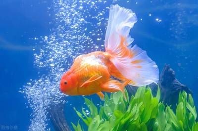 冬天魚缸需不需要開氧氣泵：冬天養魚需要開氧氣泵嗎