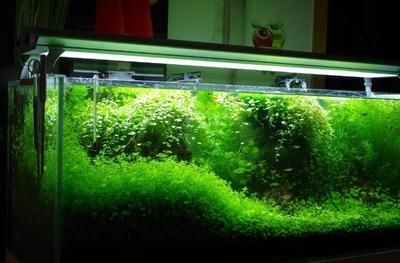 冬天魚缸需不需要開氧氣泵：冬天養魚需要開氧氣泵嗎