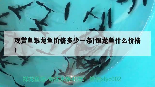 觀賞魚銀龍魚價格多少一條(銀龍魚什么價格)