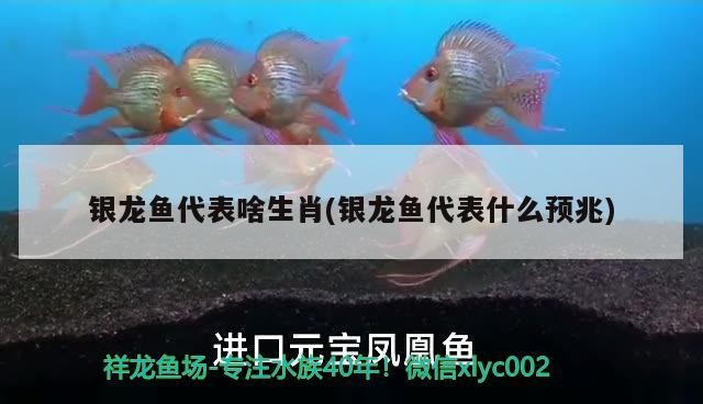 銀龍魚(yú)代表啥生肖(銀龍魚(yú)代表什么預(yù)兆)