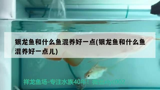 銀龍魚和什么魚混養(yǎng)好一點(銀龍魚和什么魚混養(yǎng)好一點兒) 銀龍魚和什么魚混養(yǎng)好一點(銀龍魚和什么魚混養(yǎng)好一點兒) 銀龍魚百科