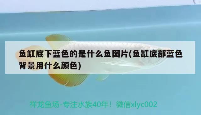 魚缸底下藍色的是什么魚圖片(魚缸底部藍色背景用什么顏色)