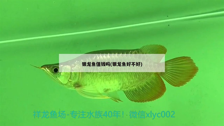 銀龍魚值錢嗎(銀龍魚好不好)