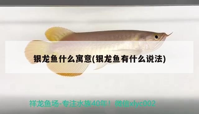 銀龍魚什么寓意(銀龍魚有什么說法)