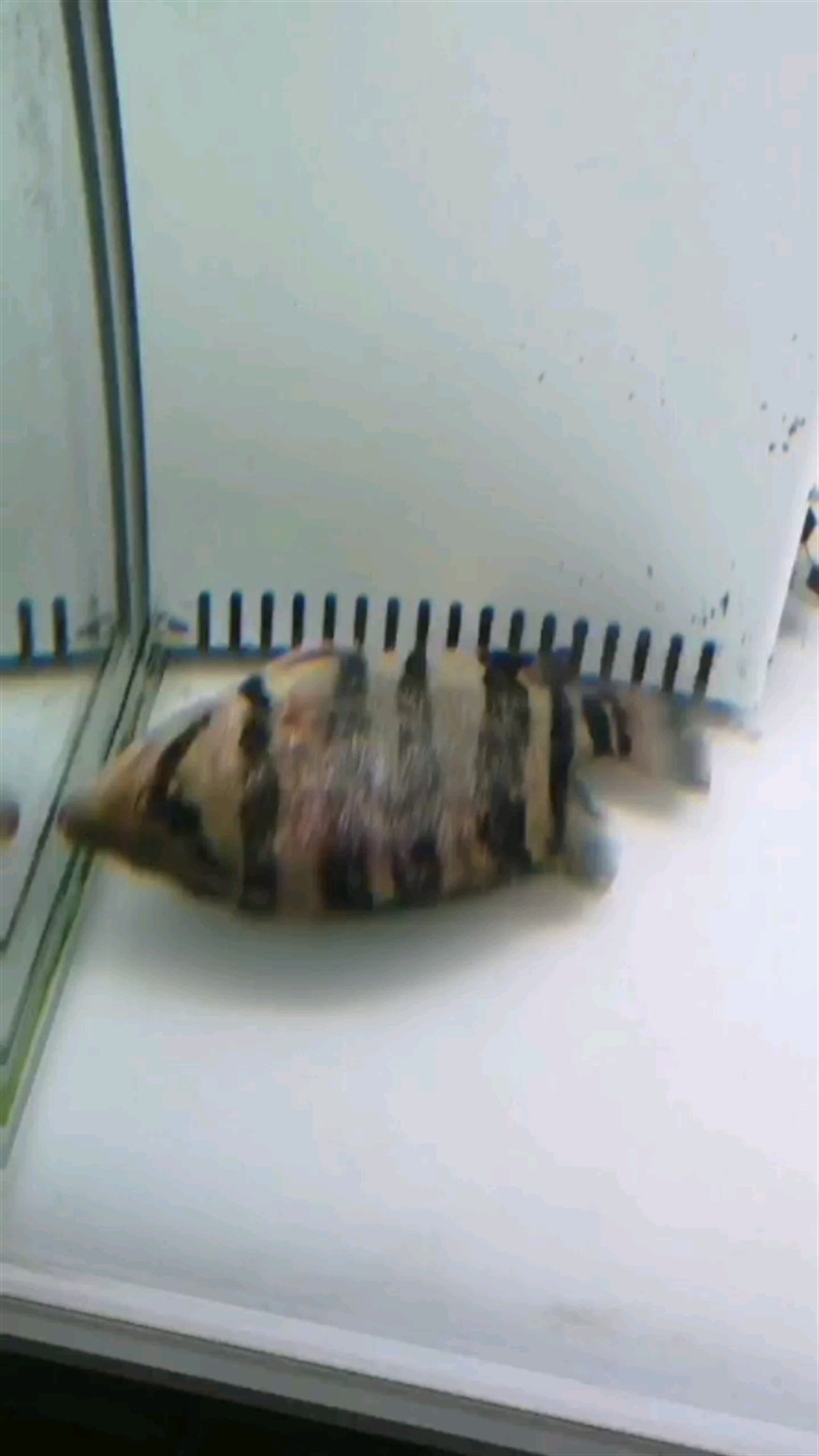 虎魚被打傷了還有救嗎？怎么急救