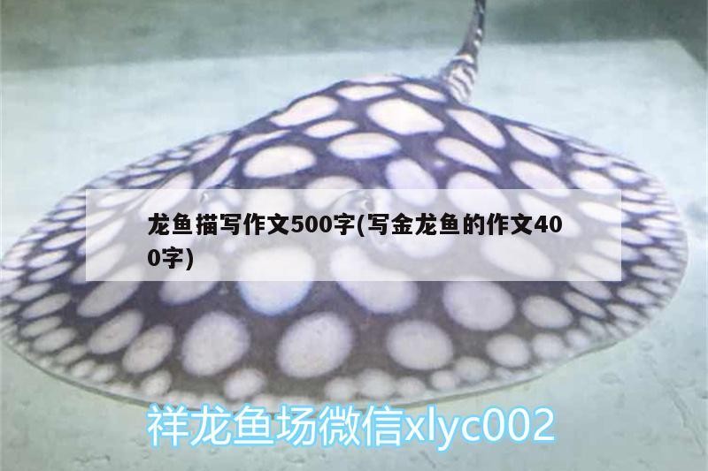 虎魚被打傷了還有救嗎？怎么急救