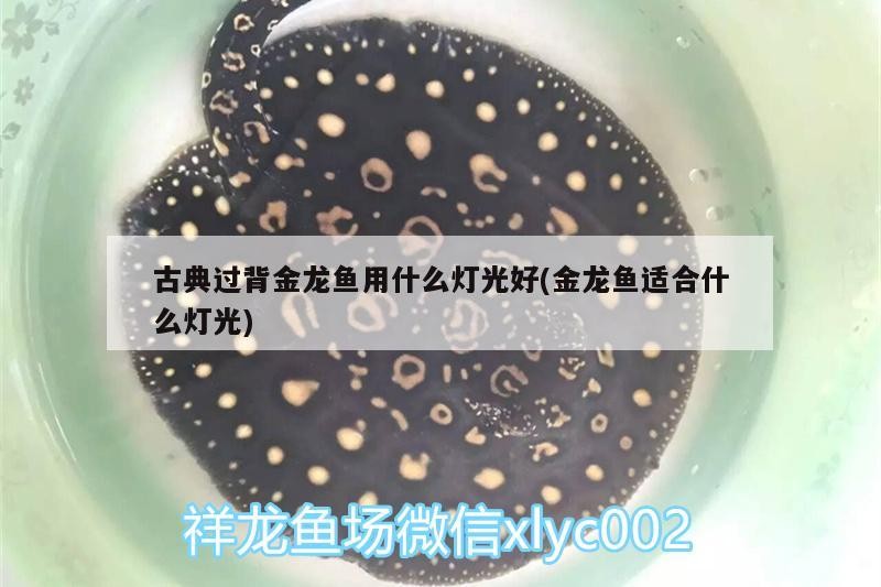 虎魚被打傷了還有救嗎？怎么急救