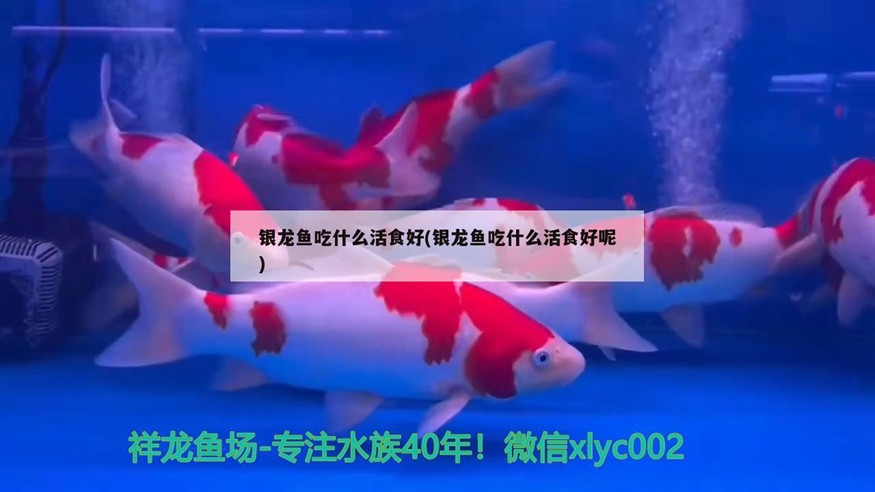 銀龍魚吃什么活食好(銀龍魚吃什么活食好呢) 銀龍魚吃什么活食好(銀龍魚吃什么活食好呢) 銀龍魚百科