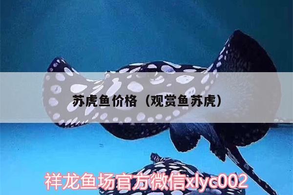 蘇虎魚價格（觀賞魚蘇虎） 蘇虎魚價格（觀賞魚蘇虎） 虎魚百科