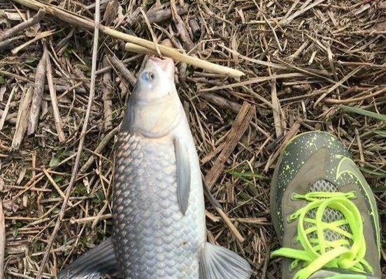 最貴紅龍魚價格及圖片及價格表（最貴紅龍魚價格及圖片及價格表大全） 最貴紅龍魚價格及圖片及價格表（最貴紅龍魚價格及圖片及價格表大全） 紅龍魚百科 第1張