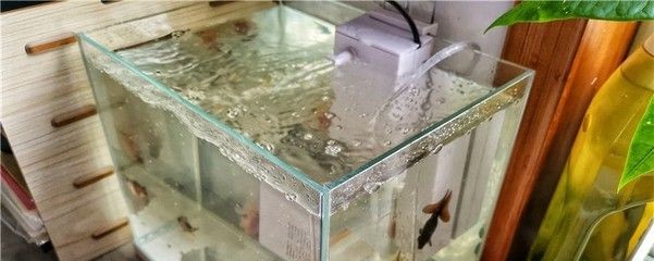 100升水的魚缸應該放多少鹽：100升水的魚缸應放多少鹽