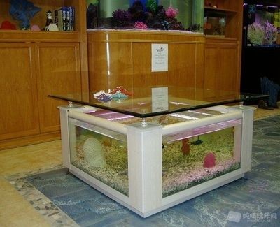 帶我去魚缸咖啡:南京魚缸咖啡館 魚缸百科 第1張 帶我去魚缸咖啡:南京魚缸咖啡館 帶我去魚缸咖啡:南京魚缸咖啡館 魚缸百科 第1張