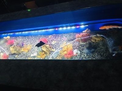 帶我去魚缸咖啡:南京魚缸咖啡館 魚缸百科 第3張 帶我去魚缸咖啡:南京魚缸咖啡館 帶我去魚缸咖啡:南京魚缸咖啡館 魚缸百科 第3張