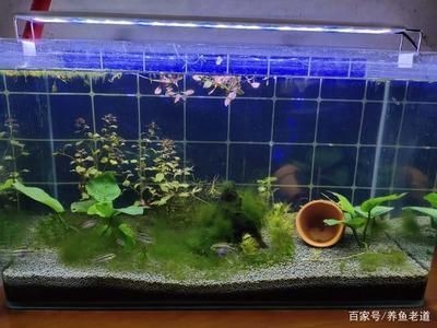大型魚缸魚搭配圖:大型魚缸養護技巧 魚缸百科 第1張 大型魚缸魚搭配圖:大型魚缸養護技巧 大型魚缸魚搭配圖:大型魚缸養護技巧 魚缸百科 第1張