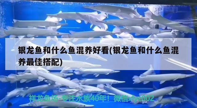 銀龍魚和什么魚混養(yǎng)好看(銀龍魚和什么魚混養(yǎng)最佳搭配) 銀龍魚和什么魚混養(yǎng)好看(銀龍魚和什么魚混養(yǎng)最佳搭配) 銀龍魚百科