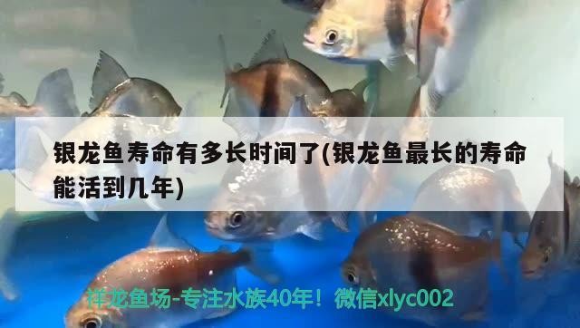 銀龍魚壽命有多長(zhǎng)時(shí)間了(銀龍魚最長(zhǎng)的壽命能活到幾年)