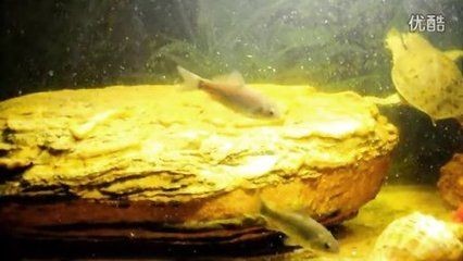 白條魚在魚缸怎么養殖：養殖白條魚的具體步驟和注意事項