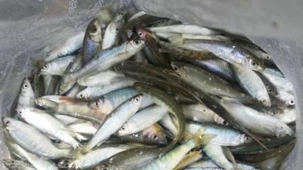 白條魚在魚缸怎么養殖：養殖白條魚的具體步驟和注意事項