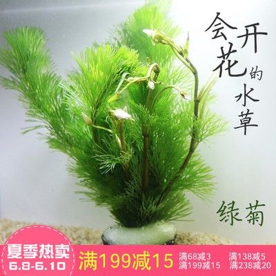 草金魚魚缸造景：養草金魚和進行魚缸造景的注意事項