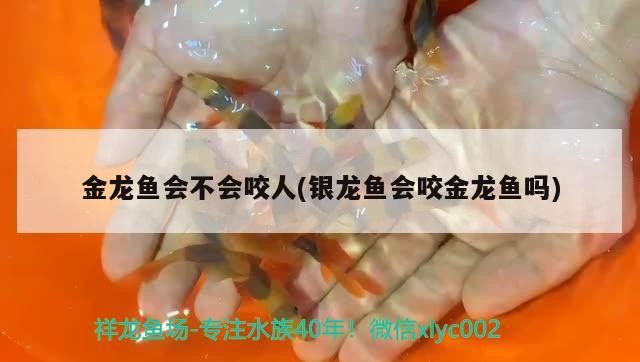魚缸用增氧泵價格是多少:魚缸增氧機-xtrac增氧機-xtrac增氧機 金龍魚會不會咬人(銀龍魚會咬金龍魚嗎) 銀龍魚百科 金龍魚會不會咬人(銀龍魚會咬金龍魚嗎) 金龍魚會不會咬人(銀龍魚會咬金龍魚嗎) 銀龍魚百科