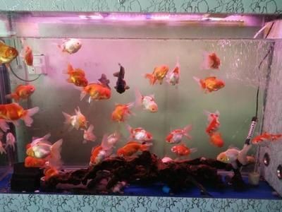 大魚缸混養什么魚好看