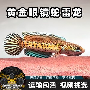 紅龍魚眼睛紅了是什么原因造成的呢圖片（紅龍魚眼睛紅了是什么原因造成的呢圖片大全）