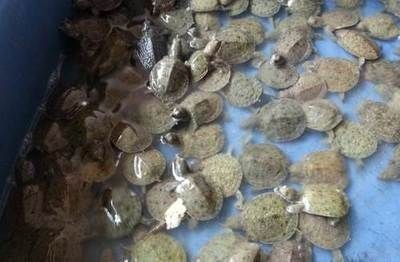 龍魚缸水渾濁用什么方法可以解決 龍魚百科 第1張 龍魚缸水渾濁用什么方法可以解決 龍魚缸水渾濁用什么方法可以解決 龍魚百科 第1張