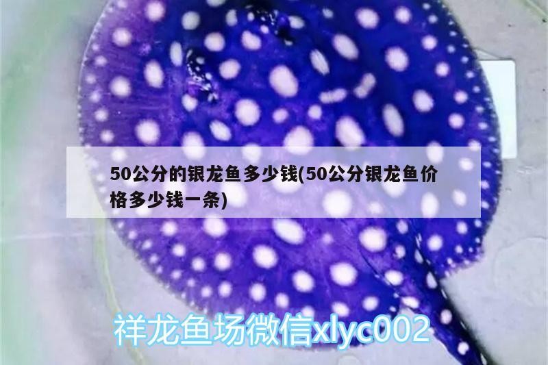 50公分的銀龍魚多少錢(50公分銀龍魚價格多少錢一條)