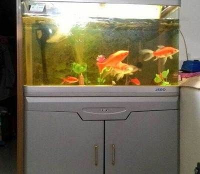 搬家魚缸魚的數(shù)量是多少：搬家時(shí)購買魚缸和魚的數(shù)量和寓意