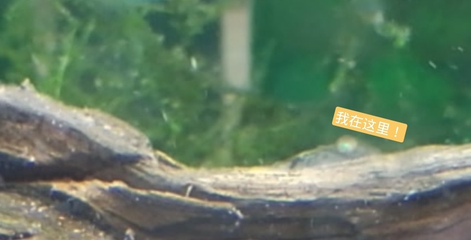 如何鑒別優質短身龍魚？（如何挑選優質短身龍魚？）